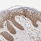 ATP Synthase F1 Subunit Beta antibody, HPA001528, Atlas Antibodies, Immunohistochemistry paraffin image 