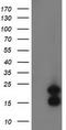 FLYWCH Family Member 2 antibody, LS-C172881, Lifespan Biosciences, Western Blot image 