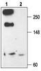  antibody, TA328726, Origene, Western Blot image 