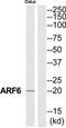 ADP Ribosylation Factor 6 antibody, TA313470, Origene, Western Blot image 