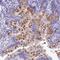 KDEL Endoplasmic Reticulum Protein Retention Receptor 3 antibody, PA5-60377, Invitrogen Antibodies, Immunohistochemistry frozen image 