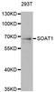 Sterol O-Acyltransferase 1 antibody, A6311, ABclonal Technology, Western Blot image 