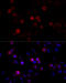 Filamin C antibody, 14-747, ProSci, Immunofluorescence image 