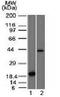 Aurora Kinase B antibody, orb385982, Biorbyt, Western Blot image 