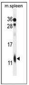 Ribosomal Protein L39 antibody, AP53721PU-N, Origene, Western Blot image 