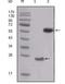 SRC-1 antibody, MA5-15412, Invitrogen Antibodies, Western Blot image 