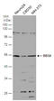 Bardet-Biedl Syndrome 4 antibody, GTX130737, GeneTex, Western Blot image 