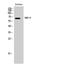 Solute Carrier Family 9 Member A8 antibody, A08467-1, Boster Biological Technology, Western Blot image 
