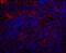Quiescin Sulfhydryl Oxidase 1 antibody, 8171, ProSci, Immunofluorescence image 