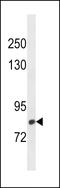 C-Maf Inducing Protein antibody, LS-C157650, Lifespan Biosciences, Western Blot image 