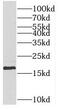 Regenerating islet-derived protein 4 antibody, FNab07233, FineTest, Western Blot image 