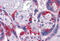 Paternally Expressed 10 antibody, MBS246197, MyBioSource, Immunohistochemistry frozen image 