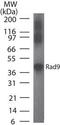 RAD9 Checkpoint Clamp Component A antibody, TA336578, Origene, Western Blot image 