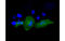 Proteasome 26S Subunit, ATPase 3 antibody, MBS838130, MyBioSource, Immunofluorescence image 