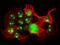 Nucleolin antibody, A00228-1, Boster Biological Technology, Immunofluorescence image 