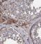Exonuclease 3'-5' Domain Containing 1 antibody, FNab02889, FineTest, Immunohistochemistry frozen image 