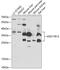 Hydroxysteroid 17-Beta Dehydrogenase 13 antibody, 22-087, ProSci, Western Blot image 