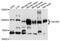 T1r3 antibody, abx136067, Abbexa, Western Blot image 
