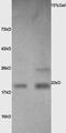 Calmodulin antibody, orb5759, Biorbyt, Western Blot image 