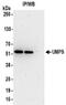Uridine Monophosphate Synthetase antibody, NBP2-32172, Novus Biologicals, Immunoprecipitation image 