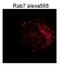 RAB7B, Member RAS Oncogene Family antibody, H00338382-M01, Novus Biologicals, Immunofluorescence image 