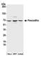 Pescadillo homolog antibody, A300-903A, Bethyl Labs, Western Blot image 