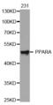 Peroxisome Proliferator Activated Receptor Alpha antibody, LS-C332373, Lifespan Biosciences, Western Blot image 