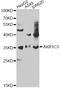 Prostaglandin F synthase antibody, LS-C748613, Lifespan Biosciences, Western Blot image 