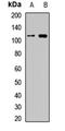 Argonaute RISC Component 1 antibody, orb412418, Biorbyt, Western Blot image 