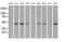 Protein Phosphatase 1 Regulatory Subunit 7 antibody, MA5-24965, Invitrogen Antibodies, Western Blot image 