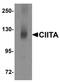 Class II Major Histocompatibility Complex Transactivator antibody, orb75496, Biorbyt, Western Blot image 