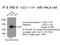 PDZ And LIM Domain 7 antibody, 10221-1-AP, Proteintech Group, Immunoprecipitation image 
