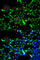 Calreticulin antibody, A1066, ABclonal Technology, Immunofluorescence image 