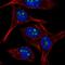 Ribosome Production Factor 1 Homolog antibody, HPA024642, Atlas Antibodies, Immunocytochemistry image 