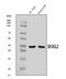 SH3GL2 antibody, A05430-2, Boster Biological Technology, Western Blot image 