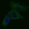 RAB27A, Member RAS Oncogene Family antibody, orb136214, Biorbyt, Immunofluorescence image 