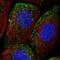 Methionyl Aminopeptidase Type 1D, Mitochondrial antibody, NBP1-92098, Novus Biologicals, Immunofluorescence image 