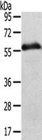 Solute Carrier Family 43 Member 2 antibody, CSB-PA443443, Cusabio, Western Blot image 
