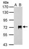 Influenza A Virus Hemagglutinin  antibody, PA5-34929, Invitrogen Antibodies, Western Blot image 