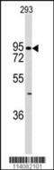 Cadherin 6 antibody, MBS9203941, MyBioSource, Western Blot image 