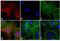 Rat IgG Isotype Control antibody, A10522, Invitrogen Antibodies, Immunofluorescence image 