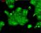 Erk1 antibody, NB110-96887, Novus Biologicals, Immunofluorescence image 