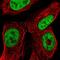 Intestine Specific Homeobox antibody, HPA060328, Atlas Antibodies, Immunocytochemistry image 