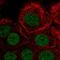 Protein Inhibitor Of Activated STAT 3 antibody, HPA067383, Atlas Antibodies, Immunocytochemistry image 