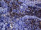 CD1c Molecule antibody, M01188-1, Boster Biological Technology, Immunohistochemistry paraffin image 
