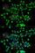 Peroxiredoxin 3 antibody, A3076, ABclonal Technology, Immunofluorescence image 