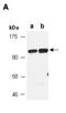 Scavenger Receptor Class F Member 1 antibody, orb107115, Biorbyt, Western Blot image 