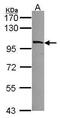 Myosin-Ib antibody, PA5-22347, Invitrogen Antibodies, Western Blot image 