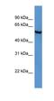 FTO Alpha-Ketoglutarate Dependent Dioxygenase antibody, orb330511, Biorbyt, Western Blot image 