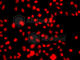 Prickle-like protein 2 antibody, A8023, ABclonal Technology, Immunofluorescence image 